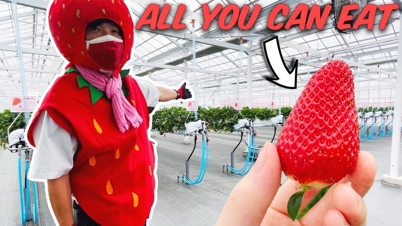 🍓 딸기 따기 센터(다테야마 이치고가리 센터)